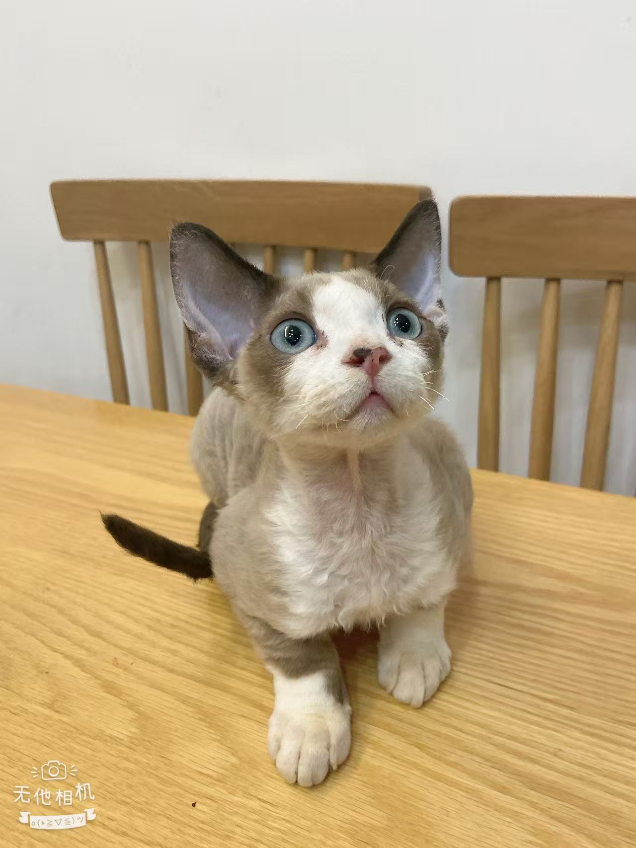 德文海豹色枫叶开脸